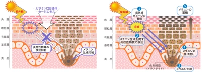 ＜国際学術誌「PLOS One」に掲載＞ビタミンC誘導体・セージエキスに関する新知見　～シミの一因"慢性炎症"を防ぐ世界初のシミ対策～