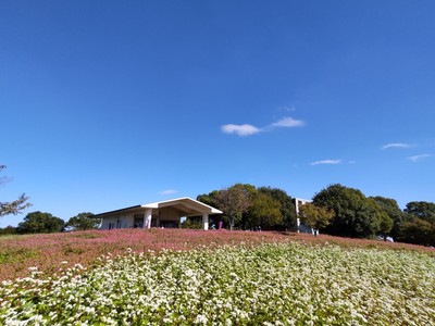 紅白のコントラストが美しい「赤そば・白そば花壇」