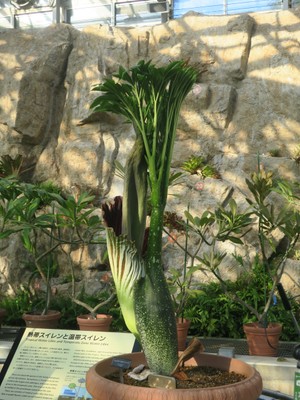 2022年12月19日開花が始まったショクダイオオコンニャク（本日14時頃撮影）