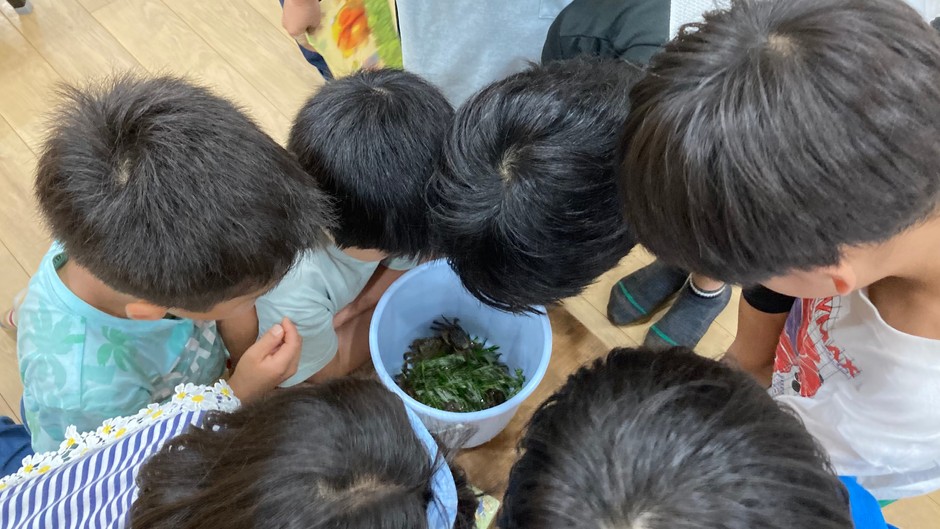 児童ホームつくし 子どもたちがカニを観察する様子