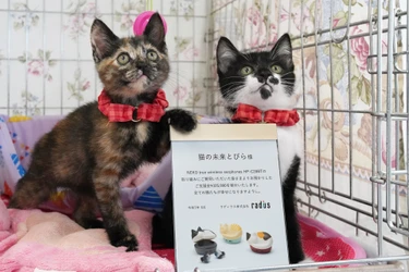 猫をモチーフにした完全ワイヤレスイヤホン 「NEKO true wireless earphones HP-C28BT」 寄付状況に関するご報告