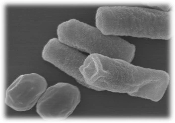 有胞子性乳酸菌プロバイオティクスの養殖魚における斃死抑制効果を確認