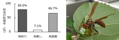 （図1）アシナガバチによる捕食実験におけるゴマダラチョウ幼虫の防衛率（左）、（図2）角無しの幼虫が防衛に失敗し、首に噛みつかれた様子（右）