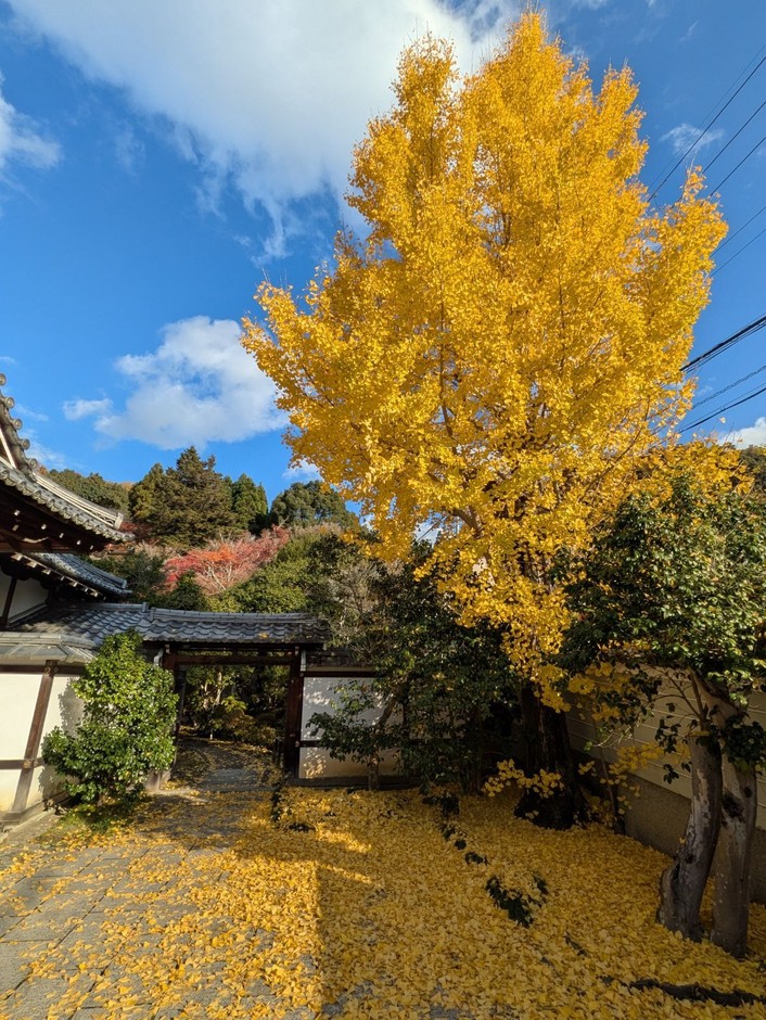 銀杏