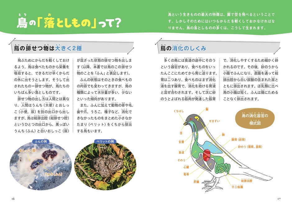 鳥の「落としもの」って？