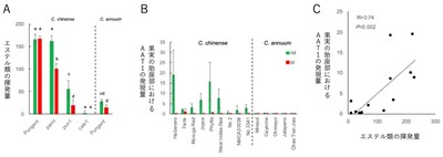 図2 トウガラシのchinense種およびannuum種における香りと遺伝子の調査 (A)果実におけるエステル類の揮発量はchinenseの辛味品種(Pungent)で多く、annuumでは少ない。chinenseのpAMTの変異系統では辛味品種と同等で、CaKR1の変異系統では少ない。(B)AAT1の遺伝子発現量はchinenseで高く、annuumでは低い。(C)AAT1の果実での遺伝子発現量はエステル類の揮発量と正の相関を示す。図中の緑は未熟果実、赤は成熟果実のデータを示す。