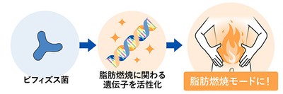 脂肪燃焼に関わる遺伝子を活性化
