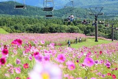例年9月中旬頃には、一面のコスモスが見頃を迎えます。