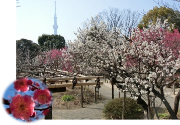 【向島百花園】 2月11日(土)～3月5日(日)　 『梅まつり』開催 ～梅花彩る江戸花屋敷～