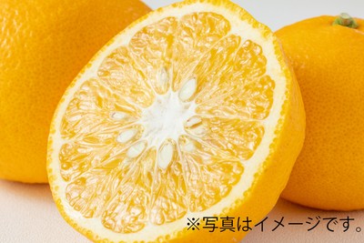 甘夏詰め放題(3/15(日)のみ)