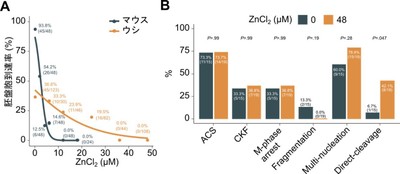 図5　ウシ胚及びヒト胚に対する亜鉛の影響
