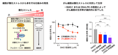 【左】図1 SMG1/DNA-PK-NRF2経路(図左)・【中央】図2 SMG1阻害剤投与による細胞の生存率の変化・【右】図3 SMG1阻害剤およびDNA-PK阻害剤の投与によるがん細胞の生存率
