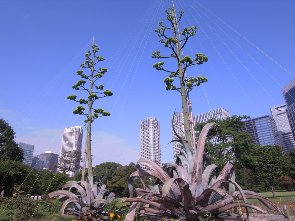 2012年7月に開花したときの様子。