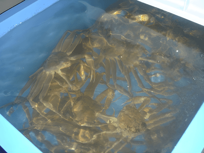 生きたまま水揚げされる