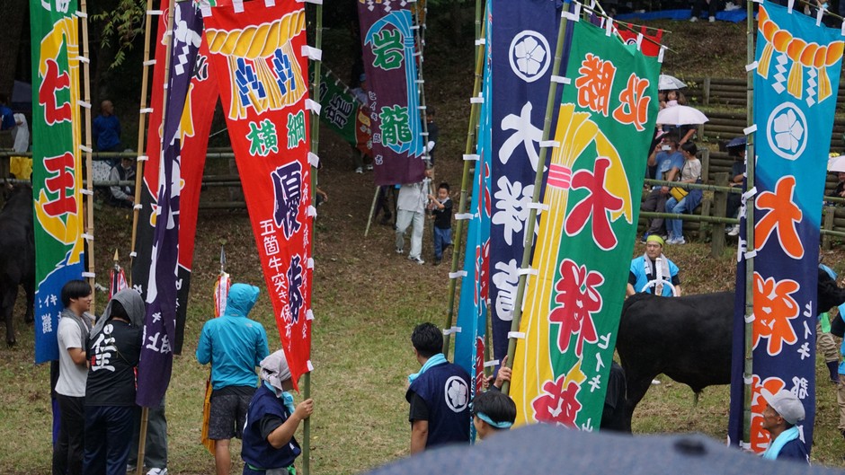 一夜嶽牛突き大会の様子：画像は隠岐の島町観光協会様提供
