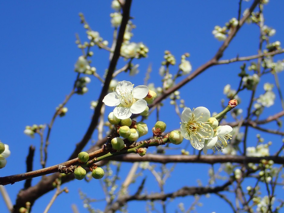 ウメ‘月影’(過去の開花の様子)