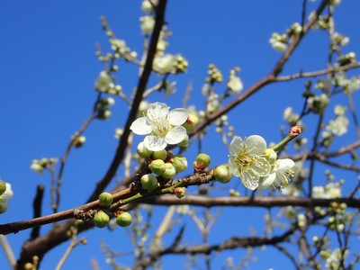 ウメ‘月影’(過去の開花の様子)