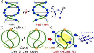図1（a）DNA2重らせん（右巻き）　（b）既報の人工らせん型カプセル（左/右巻きの混合物）　（c）本研究の戦略：外面の単糖（D-グルコース）修飾による人工らせん型カプセル（左巻き）