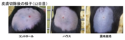 マウスの背中の傷 12日目