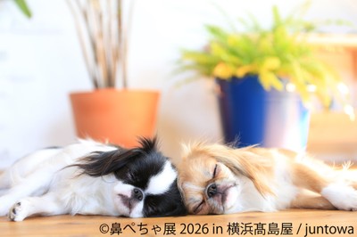 【鼻ぺちゃ展】展示作品：juntowa