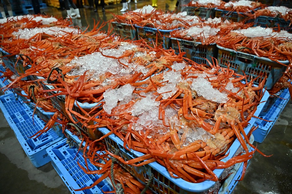 魚津港に水揚げされた新鮮な紅ズワイガニ