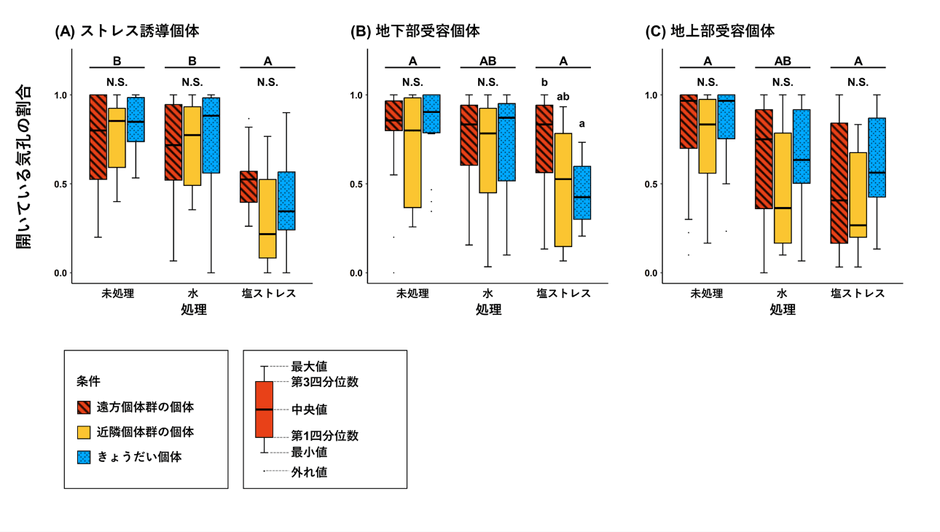 図３．実験条件毎の開いている気孔の割合。アルファベット大文字の違いは、ストレス処理間の統計的な差異を、小文字の違いはストレス処理内の遺伝的条件間での統計的な差異を示す（P＜0.05）。N.S.は統計的な差異がないことを示す。