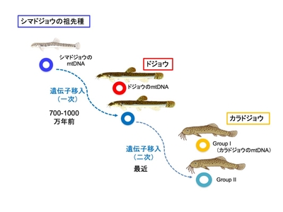 mtDNAの二次的遺伝子移入