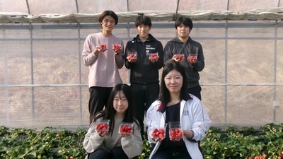 近畿大学農学部生が栽培した「近大ICTイチゴ」