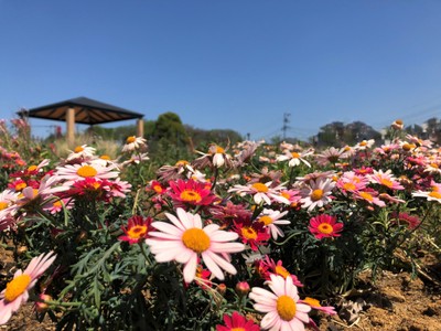 GWの5月3日(水・祝)には、開園記念イベントを開催します。ぜひご来園ください!