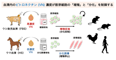 本研究の概要図