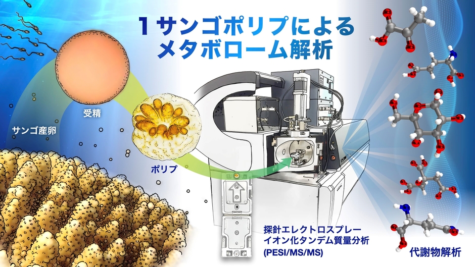 サンゴの一斉産卵時にポリプを育成し、新規評価手法に供するフロー図。(作成者:名古屋大学 髙橋一誠 氏)