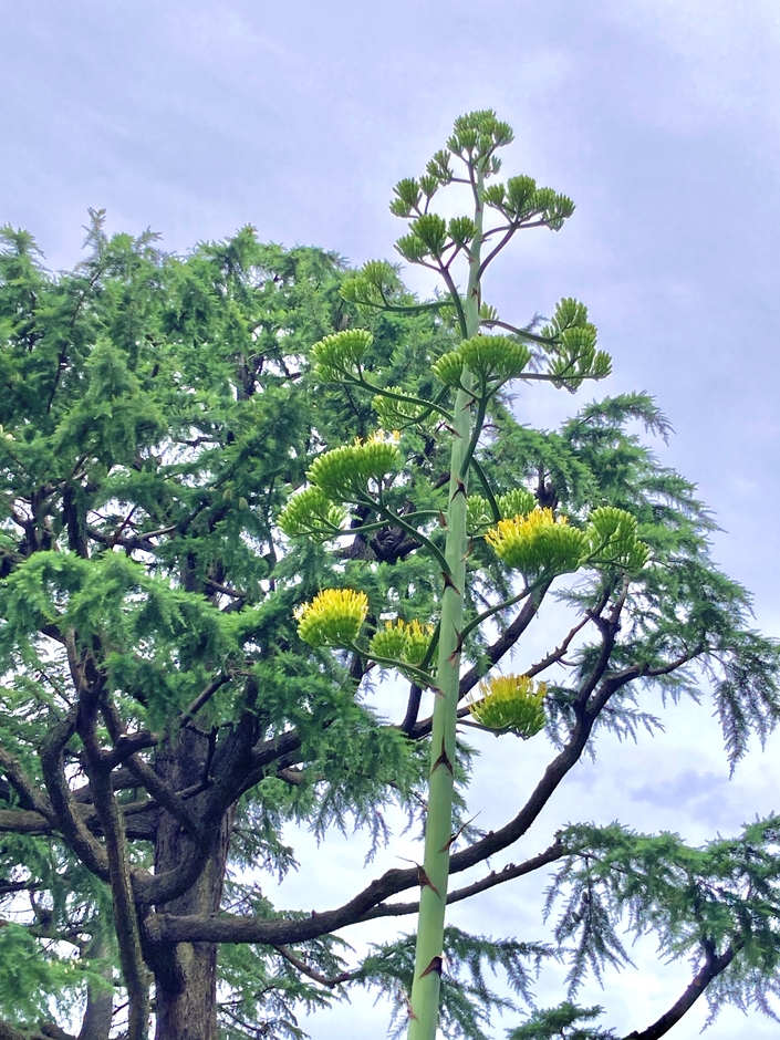 下部のつぼみから花を付け始めたアオノリュウゼツラン(日比谷公園にて2024年7月11日撮影)