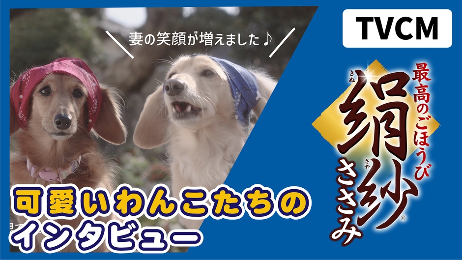 絹紗CM