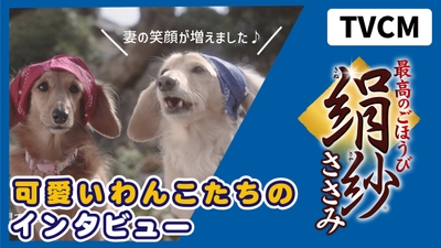絹紗CM