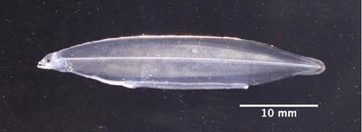 完全養殖を達成したニホンウナギの仔魚(99日齢)