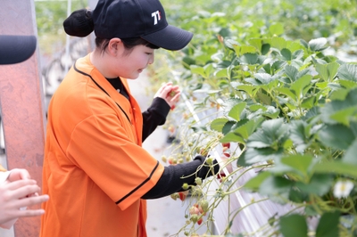 いちごをその場で味わい、香りや甘みを確かめる