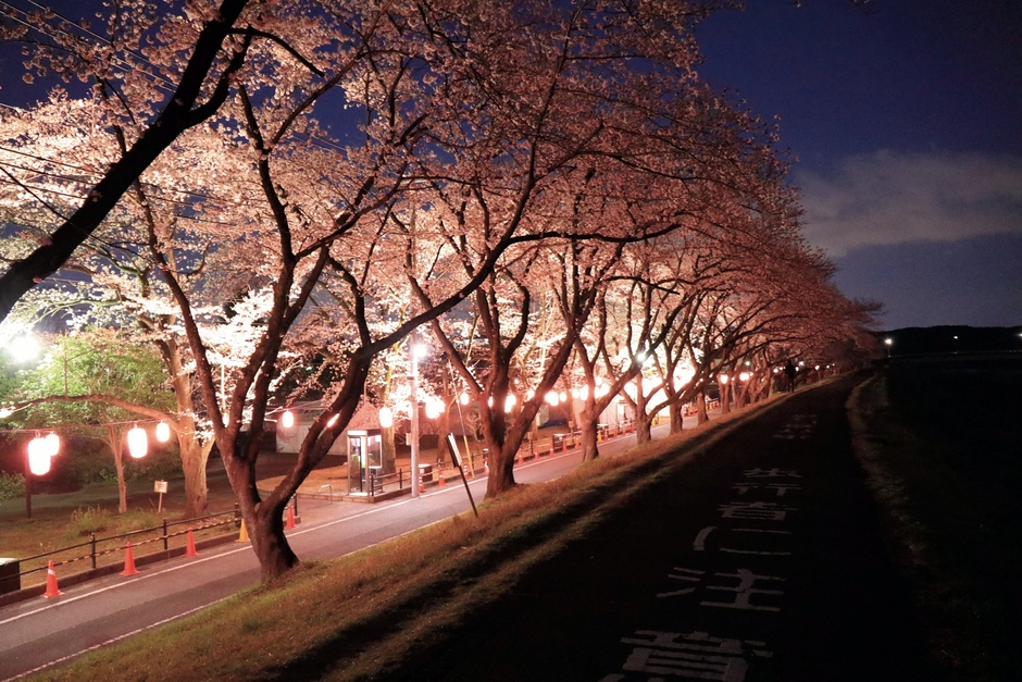提灯の灯りに照らされる夜桜