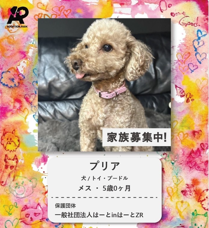 保護犬プロフィール イメージ