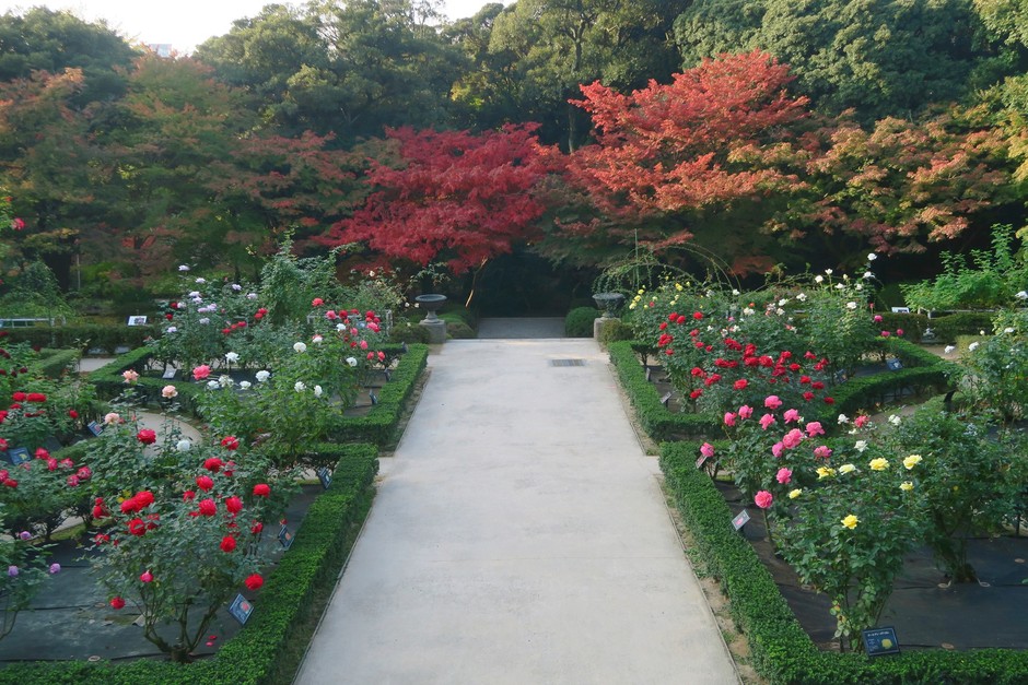 紅葉とバラ園(過年度)