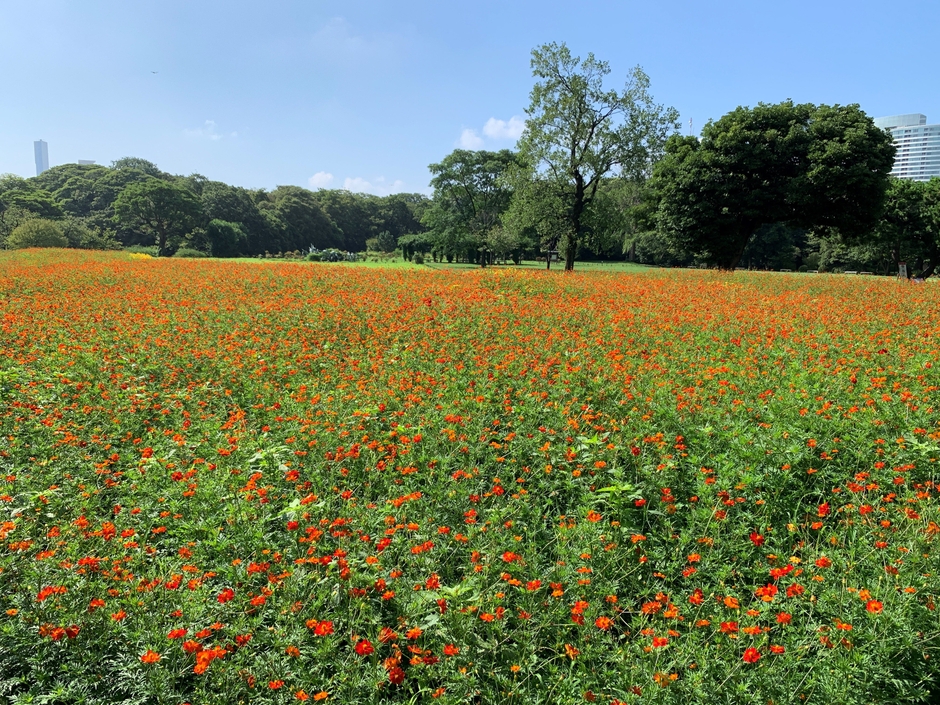 開花状況(2023年8月19日撮影)