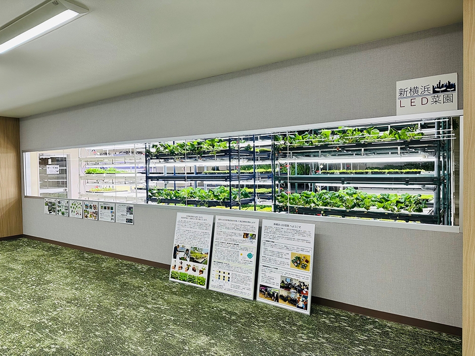 新横浜LED菜園