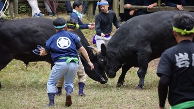 人牛一体となって戦う様子：画像は隠岐の島町観光協会様提供