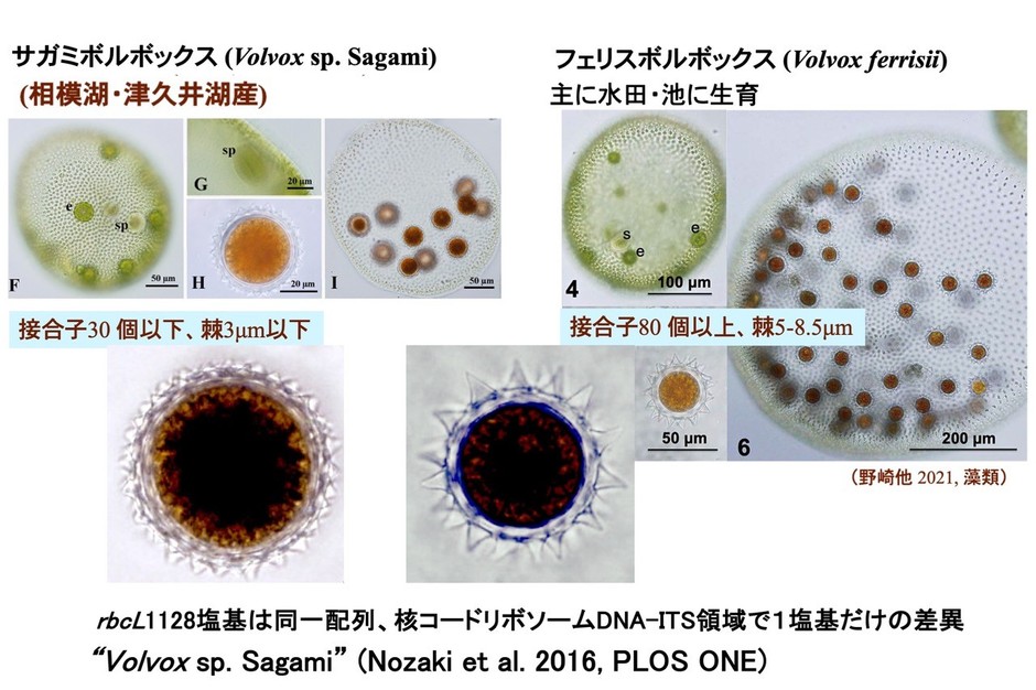 図2. 従来の文献に基づくサガミボルボックスとフェリスボルボックス。