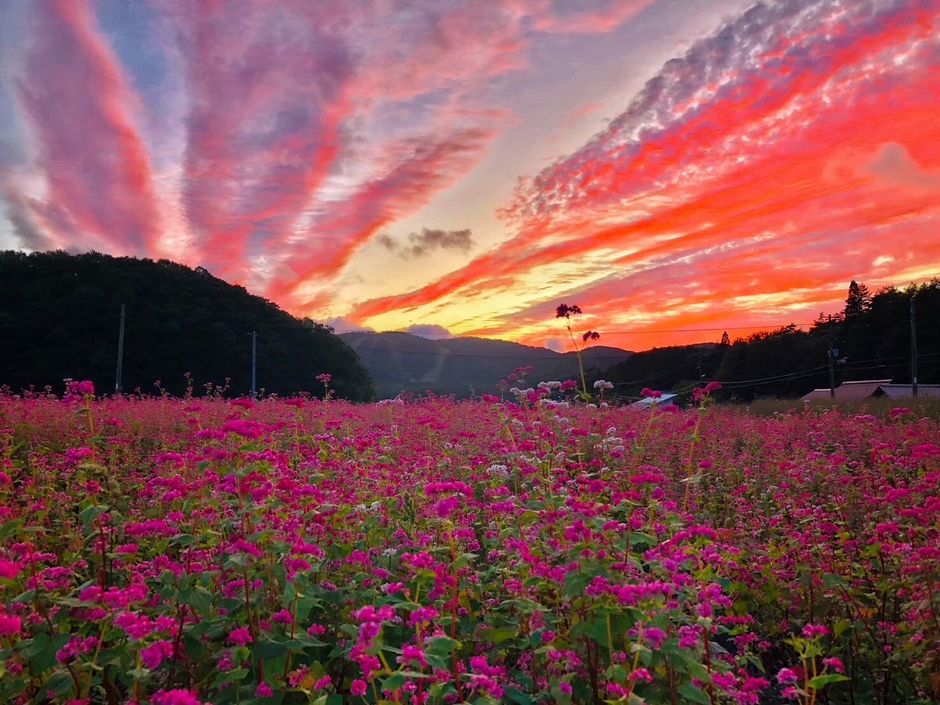 赤そばの花2