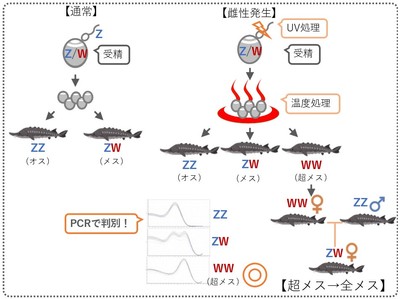 図2：全メス生産までの道のり。チョウザメは通常の交配によりオス（ZZ）とメス（ZW）が生まれ、雌性発生を行うとそれらに加えて超メス（WW）も生まれます。超メス（WW）とオス（ZZ）が交配すると、その子は全てがメスになります。近大独自のPCR検査法（図中央下の波形）により、このWWを判別することが可能になりました。