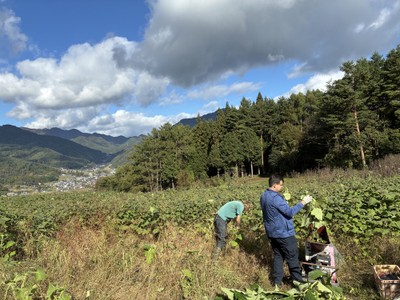 青木村のヤーコン農園