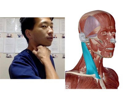 (セミナーの様子:首のマッサージ/胸鎖乳突筋)