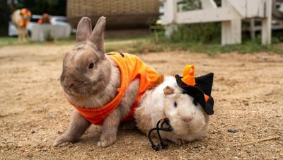 淡路島の小さな動物園「のじま動物園」 秋のイベントが盛りだくさん『秋のどうぶつえんまつり』9月・10月に開催！