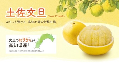 土佐文旦