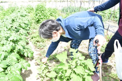 スタッフとともに畑でアカザを摘む利用者。畑での活動や交流も、その人らしい暮らしにつながる大切なリハビリの一つとなっている。